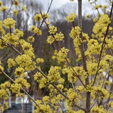 Attēlu rezultāti vaicājumam “Cornus mas”