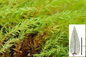 Attēlu rezultāti vaicājumam “Pohlia cruda sporophyte”