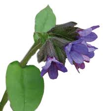 Attēlu rezultāti vaicājumam “Pulmonaria officinalis”