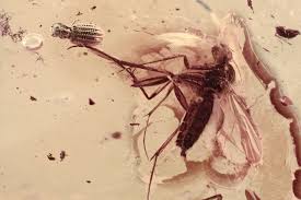 Attēlu rezultāti vaicājumam “Latridiidae”