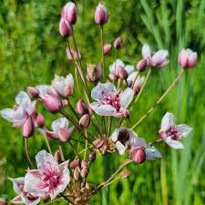 Attēlu rezultāti vaicājumam “Butomus umbellatus bud”