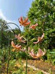 Attēlu rezultāti vaicājumam “Lilium martagon flower”