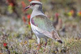 Attēlu rezultāti vaicājumam “Vanellus vanellus adult”