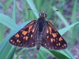 Attēlu rezultāti vaicājumam “Carterocephalus palaemon”