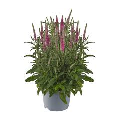 Attēlu rezultāti vaicājumam “Veronica spicata”