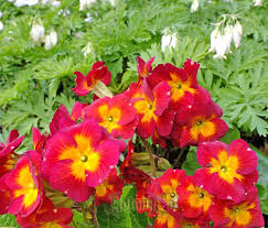 Attēlu rezultāti vaicājumam “Primula x polyantha”