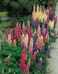 Image result for Lupinen