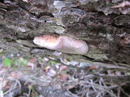 Attēlu rezultāti vaicājumam “Fomitopsis rosea”