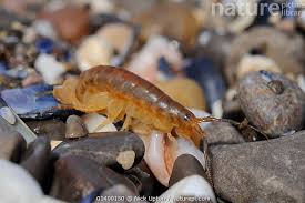 Attēlu rezultāti vaicājumam “Talitrus saltator”