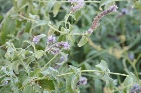 Attēlu rezultāti vaicājumam “Mentha longifolia flower”