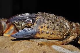 Image result for Eriphia verrucosa