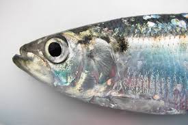 Image result for Alosa mediocris