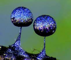 Attēlu rezultāti vaicājumam “Physarum flavicomum macro”