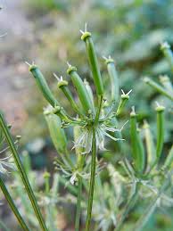 Attēlu rezultāti vaicājumam “Chaerophyllum aromaticum”
