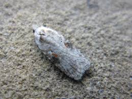 Attēlu rezultāti vaicājumam “Agonopterix alstromeriana”