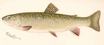 Image result for Salvelinus fontinalis