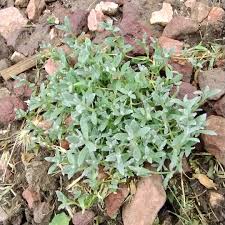 Attēlu rezultāti vaicājumam “Cerastium tomentosum leaf”