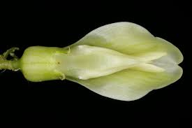 Attēlu rezultāti vaicājumam “Astragalus glycyphyllos flower”