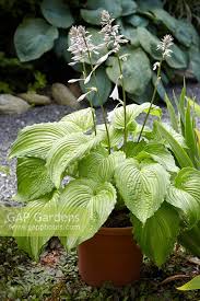 Image result for Hosta Warpaint
