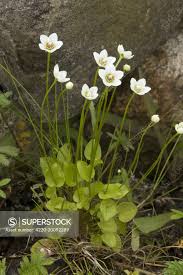 Attēlu rezultāti vaicājumam “Parnassia palustris flower”