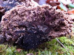 Attēlu rezultāti vaicājumam “Ionomidotis irregularis”