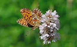 Attēlu rezultāti vaicājumam “Boloria titania underside”