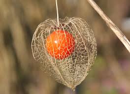 Image result for Physalis alkekengi