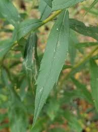 Attēlu rezultāti vaicājumam “Solidago canadensis leaf”