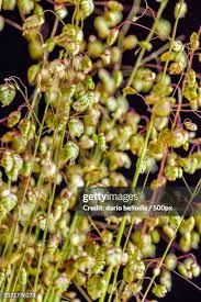 Attēlu rezultāti vaicājumam “Briza media fruit”