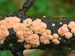 Attēlu rezultāti vaicājumam “Aleurodiscus amorphus”