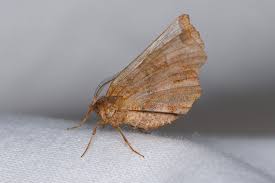 Attēlu rezultāti vaicājumam “Selenia dentaria”