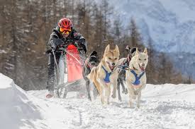 Image result for Team Ice Fire British Sled Dog Racing Team