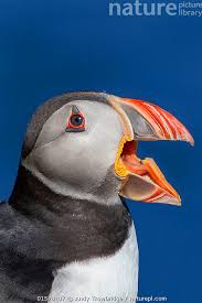 Image result for Fratercula arctica