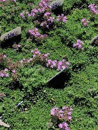 Attēlu rezultāti vaicājumam “Thymus serpyllum flower”