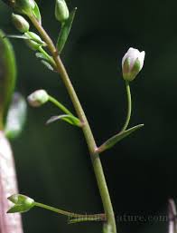 Attēlu rezultāti vaicājumam “Veronica scutellata bud”