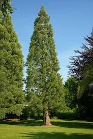 Image result for Mammutbaum