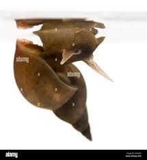 Attēlu rezultāti vaicājumam “Lymnaea stagnalis”