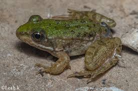 Attēlu rezultāti vaicājumam “Pelophylax juvenile”