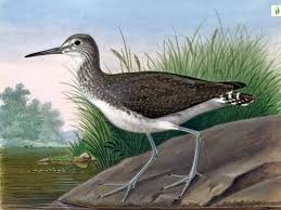 Attēlu rezultāti vaicājumam “Tringa ochropus”