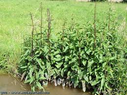 Attēlu rezultāti vaicājumam “Scrophularia umbrosa”