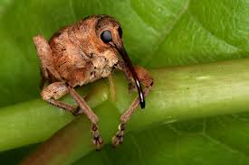 Attēlu rezultāti vaicājumam “Curculio venosus”