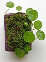 Attēlu rezultāti vaicājumam “Lobelia dortmanna leaf”