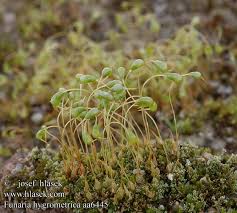 Attēlu rezultāti vaicājumam “Funaria hygrometrica”