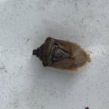 Attēlu rezultāti vaicājumam “Pinthaeus sanguinipes imago”