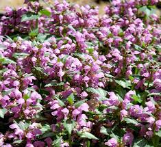 Attēlu rezultāti vaicājumam “Lamium”