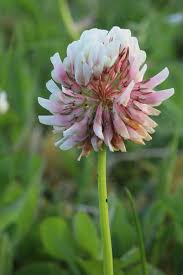 Attēlu rezultāti vaicājumam “Trifolium repens fruit”