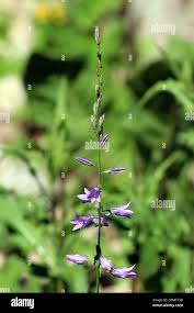Attēlu rezultāti vaicājumam “Campanula rapunculoides flower”
