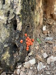 Attēlu rezultāti vaicājumam “Lycogala cf. oleocrystalliferum spores”