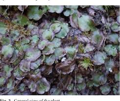 Attēlu rezultāti vaicājumam “Preissia quadrata”