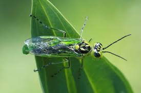 Attēlu rezultāti vaicājumam “Rhogogaster viridis”